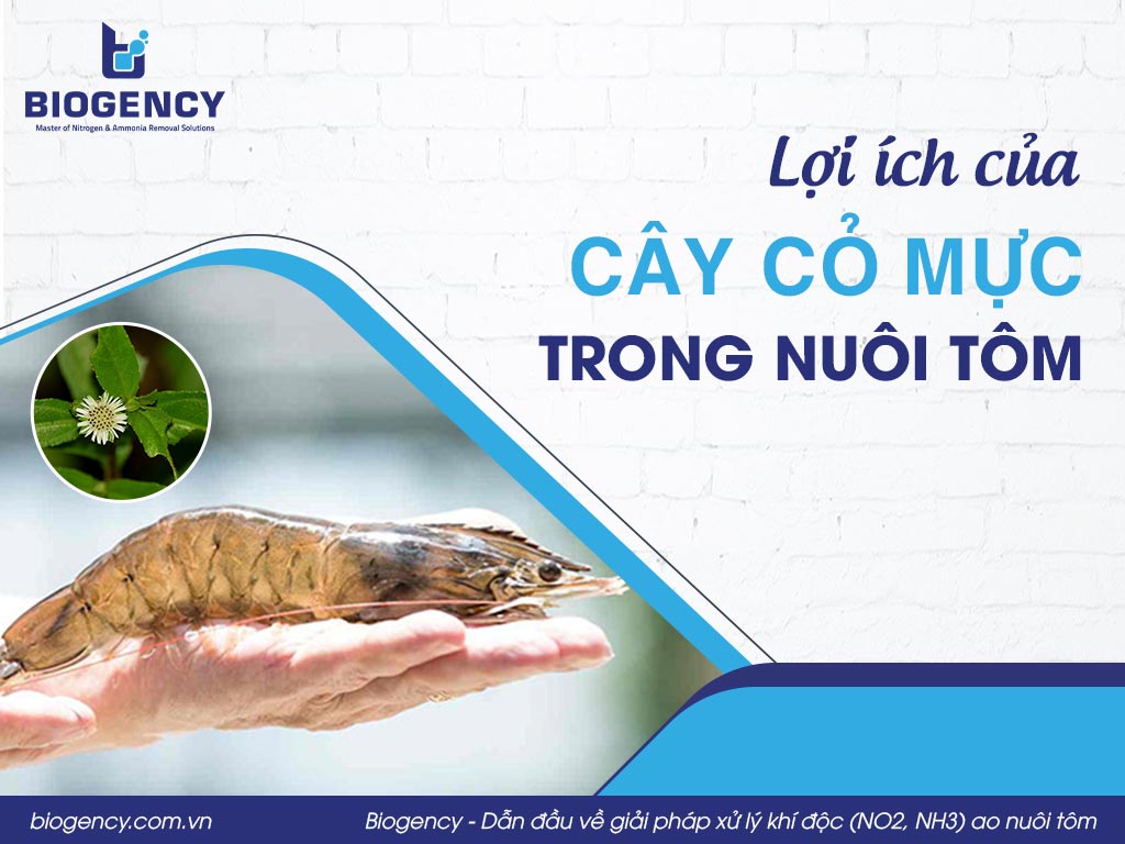 Lợi ích của cây cỏ mực trong nuôi tôm