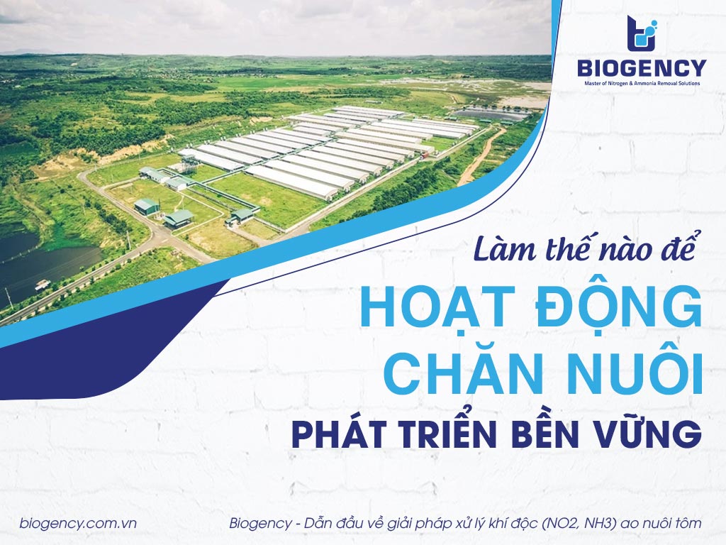 Làm thế nào để hoạt động chăn nuôi phát triển bền vững?