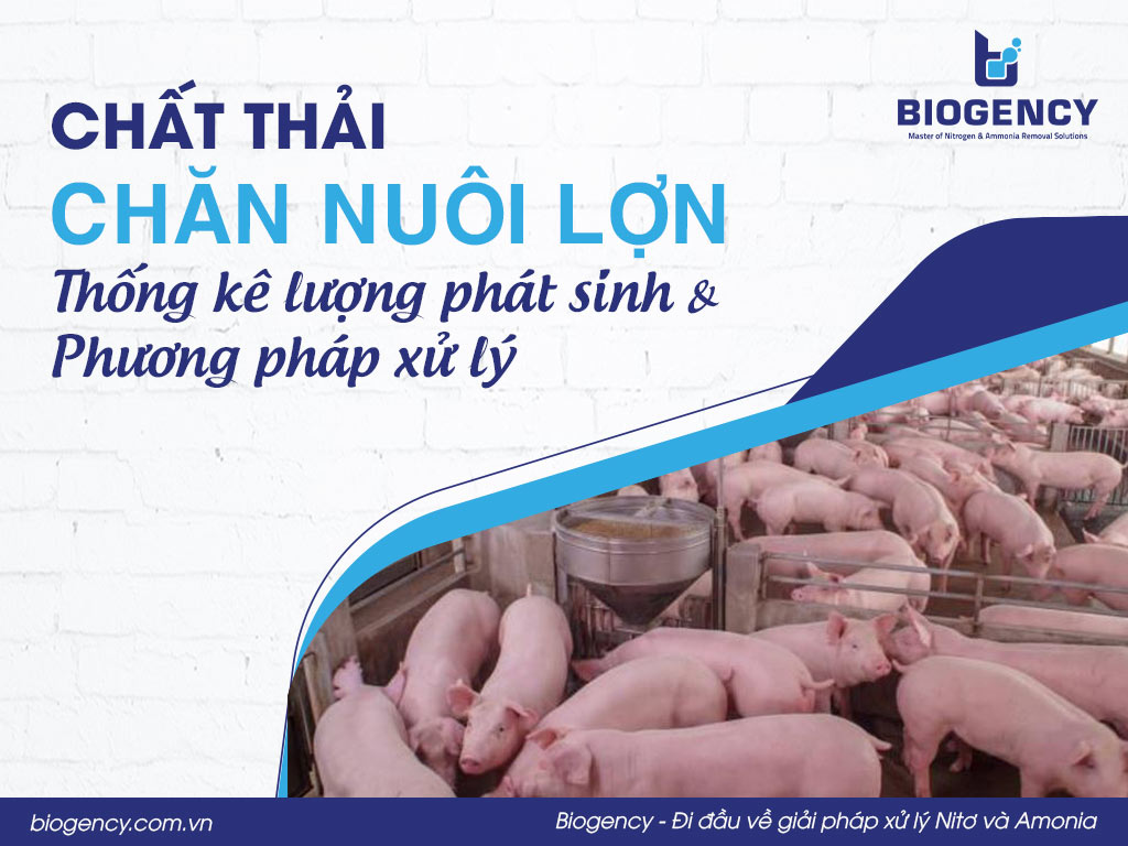 Chất thải chăn nuôi lợn: Thống kê lượng phát sinh & phương pháp xử lý