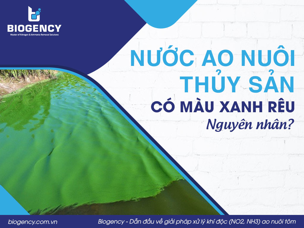 Nước ao nuôi thủy sản có màu xanh rêu, nguyên nhân?
