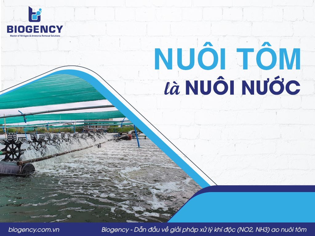 Nuôi tôm là nuôi nước