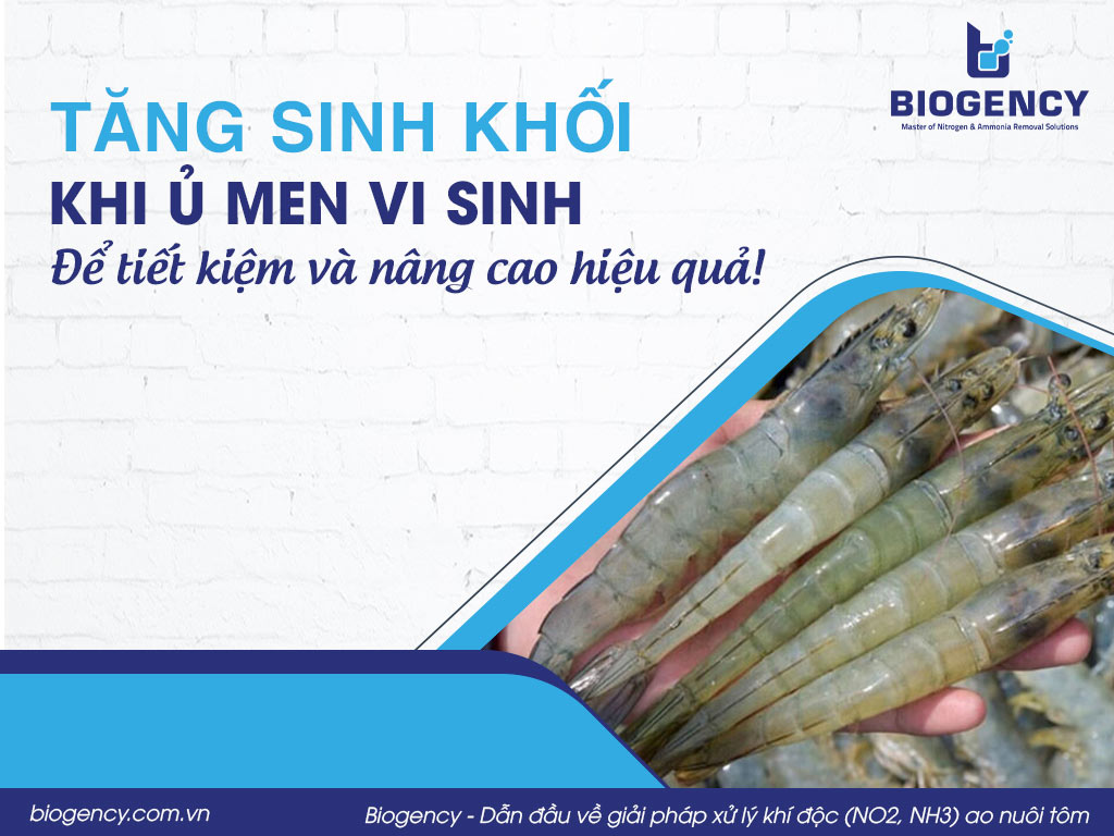 Tăng sinh khối khi ủ men vi sinh để tiết kiệm và nâng cao hiệu quả!