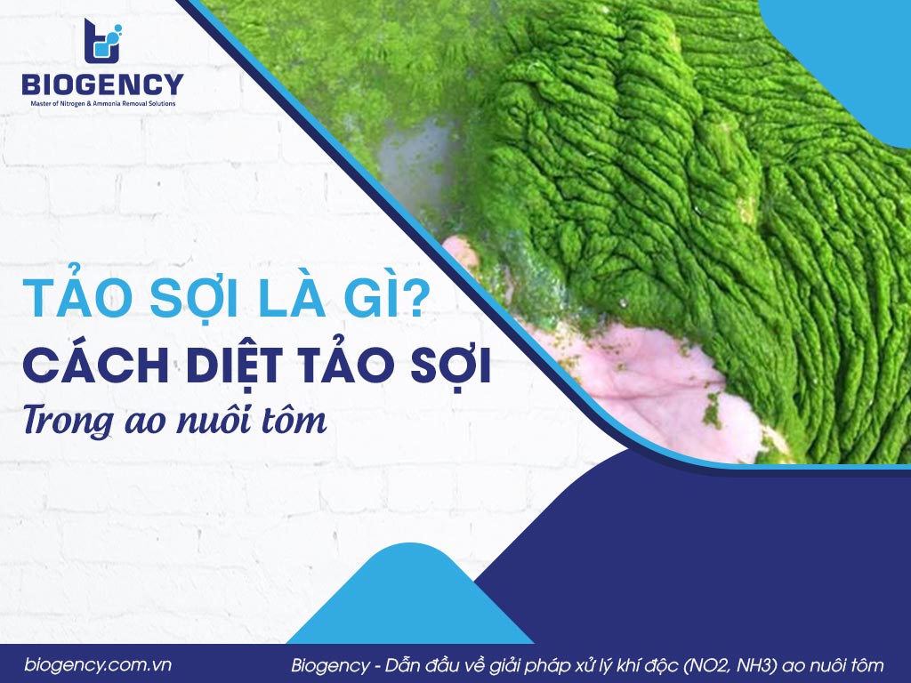 Tảo sợi là gì? Cách diệt tảo sợi trong ao nuôi tôm
