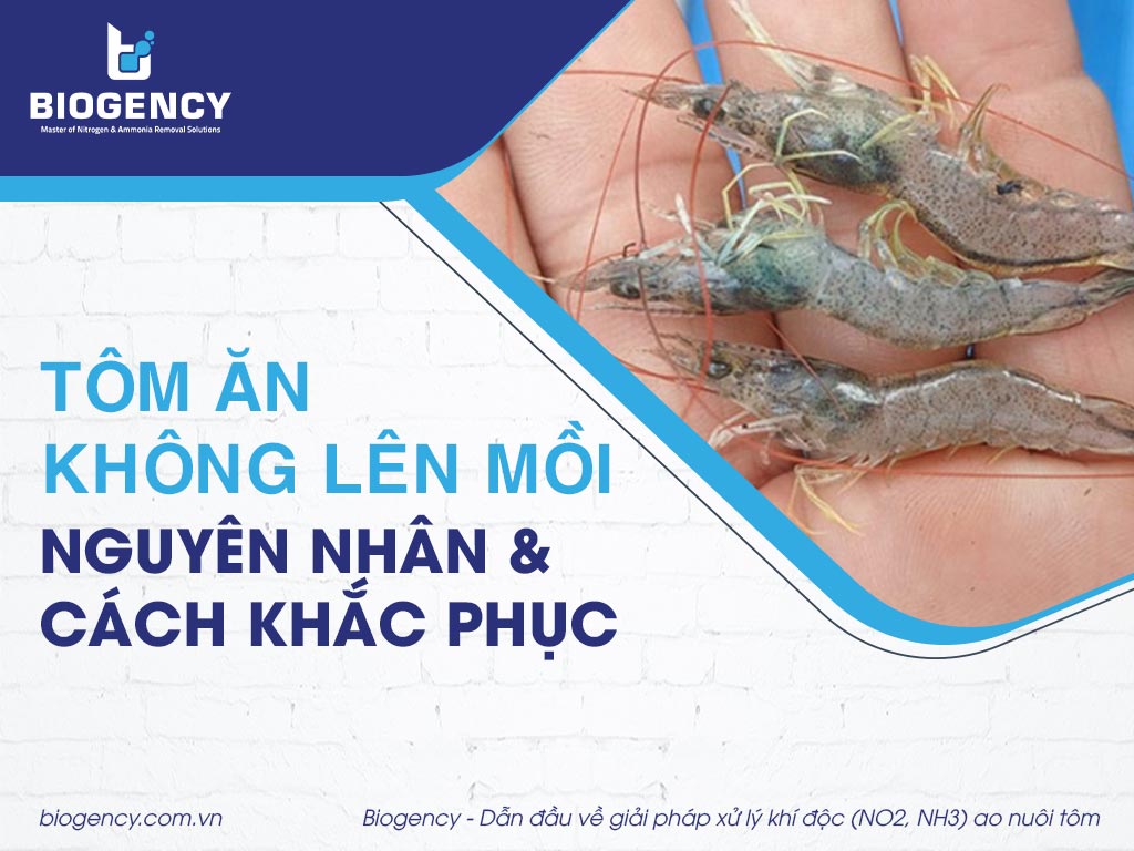 Tôm ăn không lên mồi. Nguyên nhân và cách khắc phục