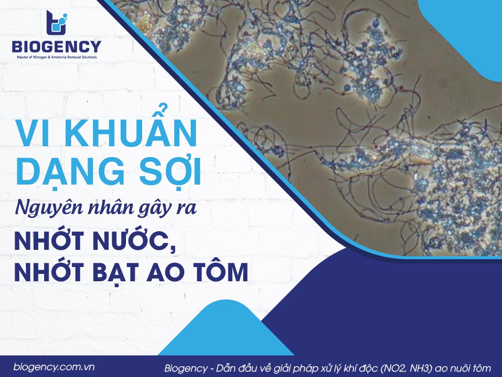 Vi khuẩn dạng sợi: Nguyên nhân gây ra nhớt nước, nhớt bạt ao tôm