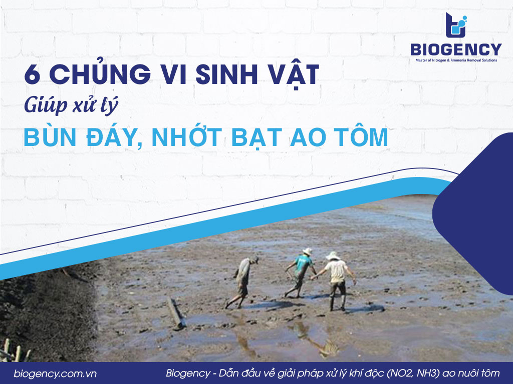 6 chủng vi sinh vật giúp xử lý bùn đáy, nhớt bạt ao tôm
