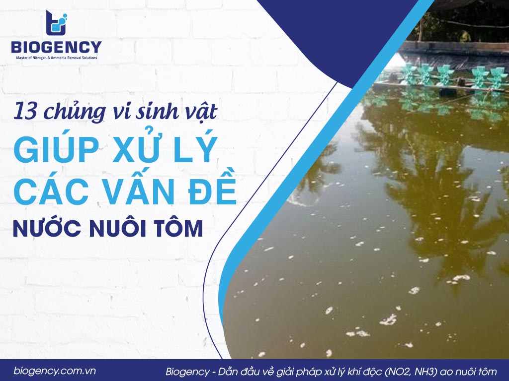 13 chủng vi sinh vật giúp xử lý các vấn đề của nước nuôi tôm