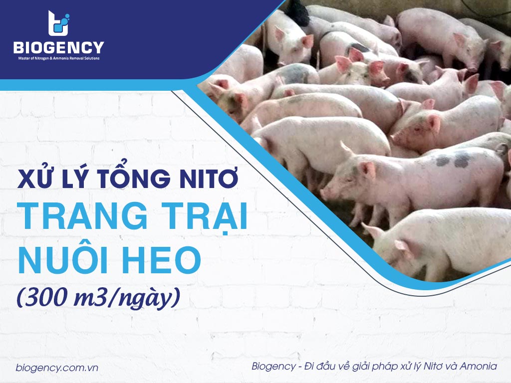Xử lý tổng Nitơ trang trại nuôi heo (300 m3/ngày)