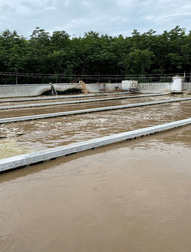 [Dự án] Khởi động vi sinh hiếu khí Hệ thống xử lý nước thải cao su (công suất 500m3 ngày/đêm)