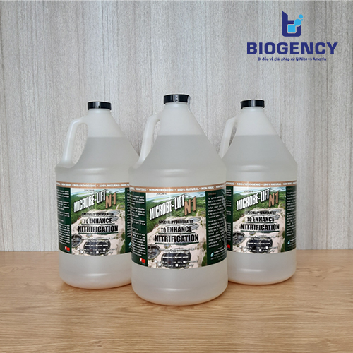 [Dự án] Khởi động vi sinh hiếu khí Hệ thống xử lý nước thải cao su (công suất 500m3 ngày/đêm)