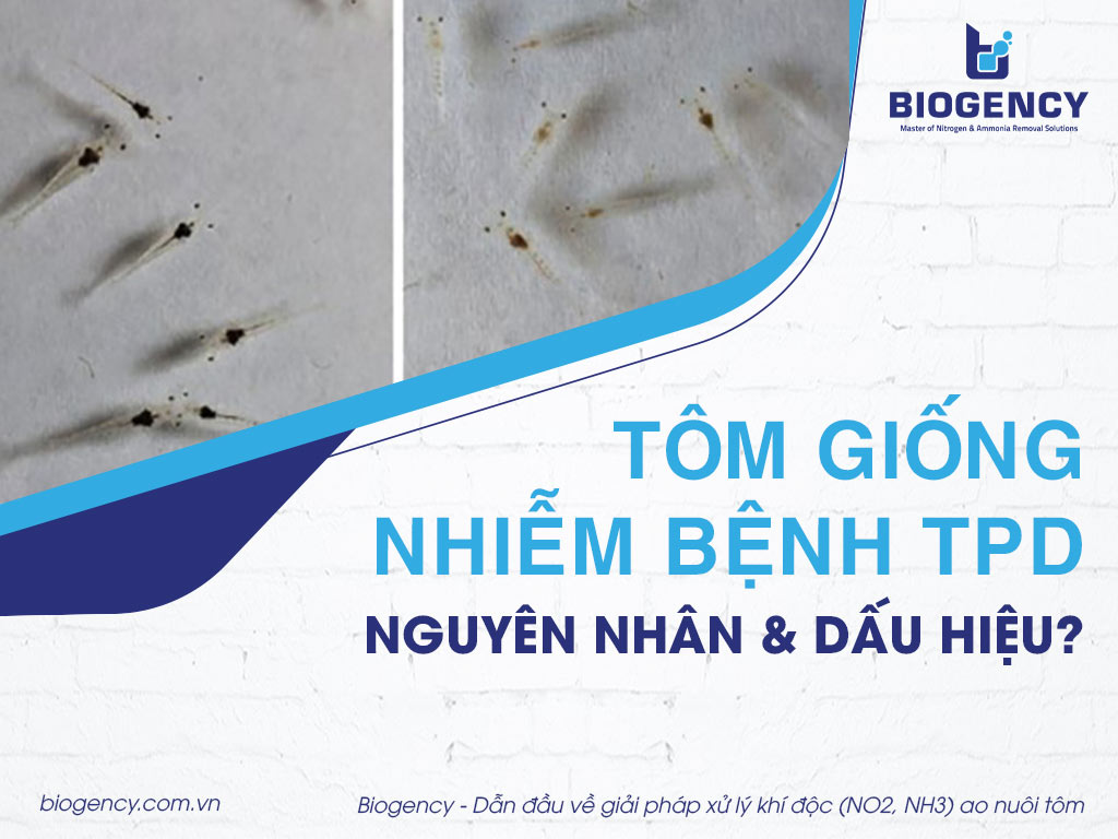 Tôm giống nhiễm bệnh TPD: Nguyên nhân và dấu hiệu?