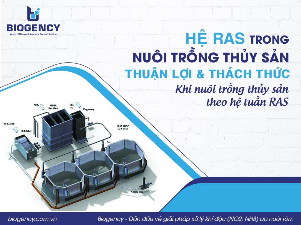 Hệ RAS trong nuôi trồng thủy sản là gì? Thuận lợi và thách thức khi nuôi trồng thủy sản theo hệ tuần RAS