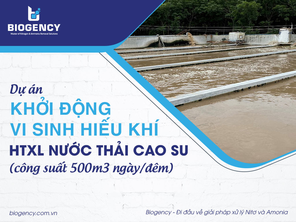 [Dự án] Khởi động vi sinh hiếu khí Hệ thống xử lý nước thải cao su (công suất 500m3 ngày/đêm)