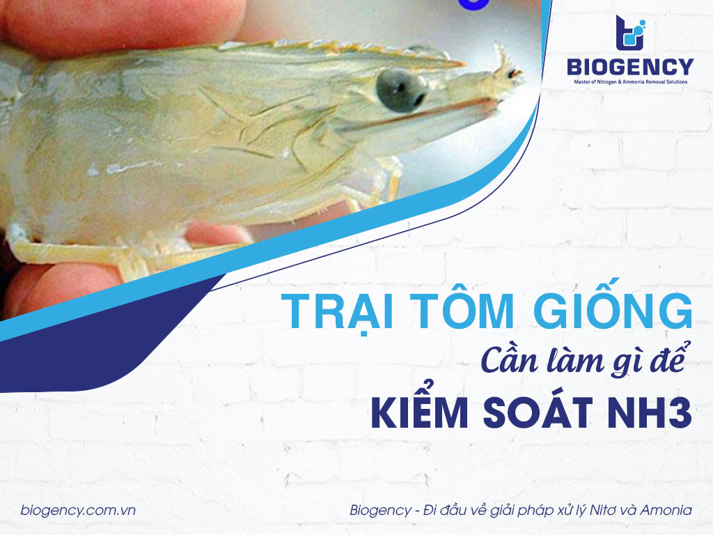 Trại tôm giống cần làm gì để kiểm soát NH3?
