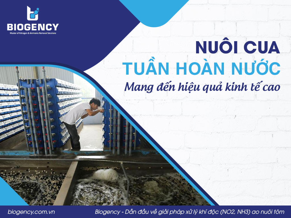 Nuôi cua tuần hoàn nước mang đến hiệu quả kinh tế cao