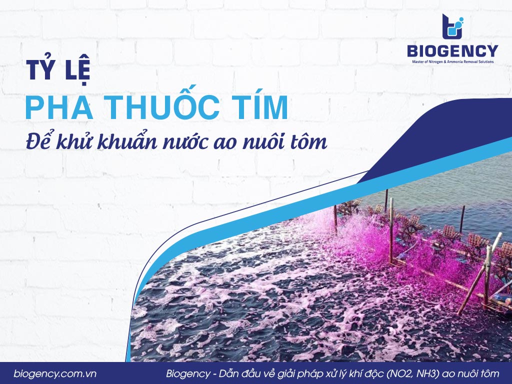 Tỷ lệ pha thuốc tím để khử khuẩn nước ao nuôi tôm