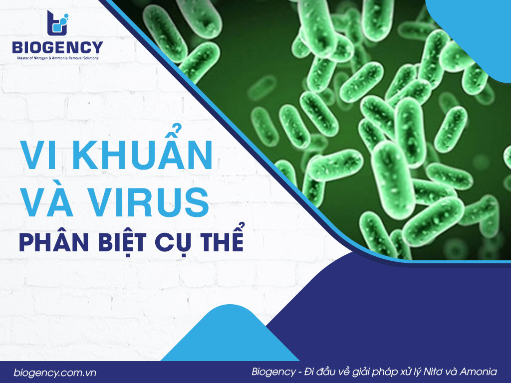 Vi khuẩn và Virus: Phân biệt cụ thể