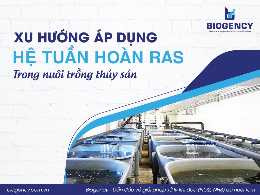 Xu hướng áp dụng hệ tuần hoàn RAS trong nuôi trồng thủy sản