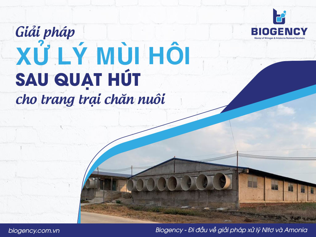 Giải pháp xử lý mùi hôi sau quạt hút cho trang trại chăn nuôi