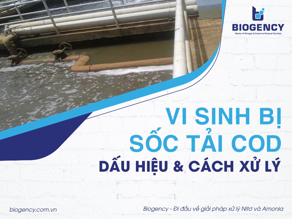 Vi sinh bị sốc tải COD: Dấu hiệu và cách xử lý
