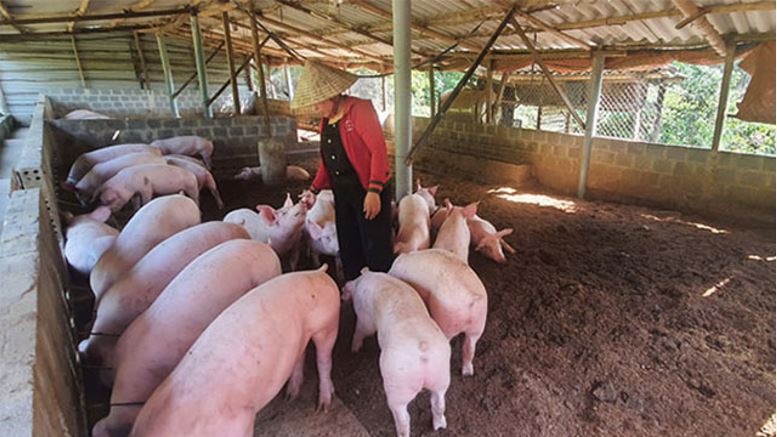 Mô hình kinh tế tuần hoàn trong chăn nuôi đang mang lại hiệu quả cao Mô hình kinh tế tuần hoàn trong chăn nuôi đang mang lại hiệu quả cao