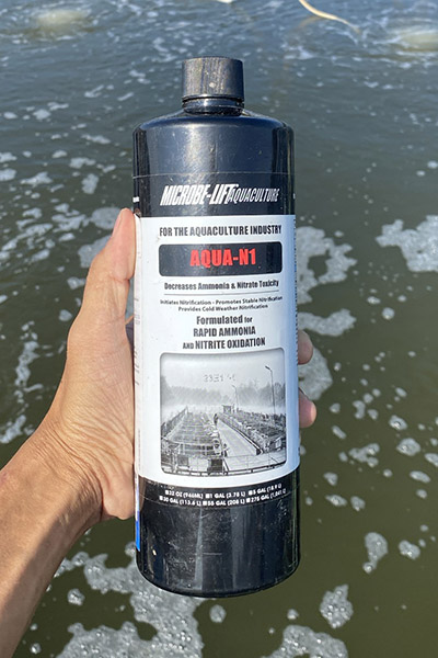 Hiện tượng tôm nhảy lên trên mặt nước, nguyên nhân và cách khắc phục? Hiện tượng tôm nhảy lên trên mặt nước, nguyên nhân và cách khắc phục?