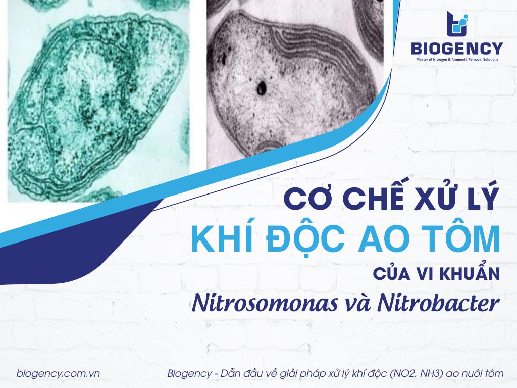 Cơ chế xử lý khí độc ao tôm của vi khuẩn Nitrosomonas và Nitrobacter