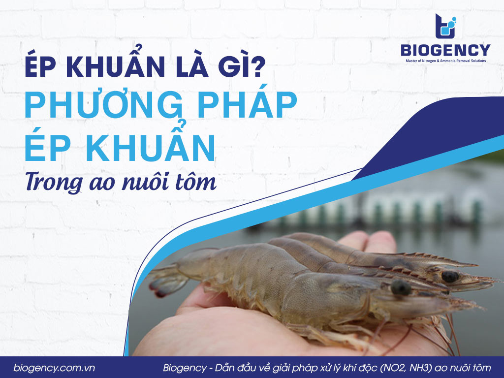 Ép khuẩn là gì? Phương pháp ép khuẩn trong ao nuôi tôm
