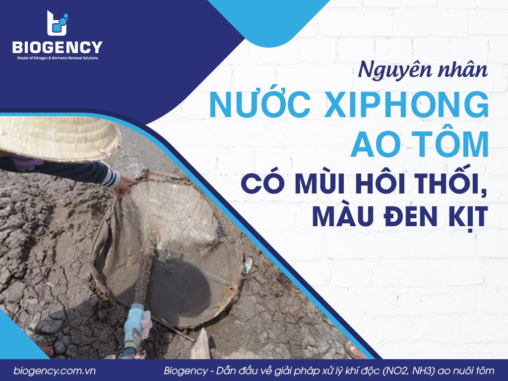 Nguyên nhân nước xiphong ao tôm có mùi hôi thối, màu đen kịt
