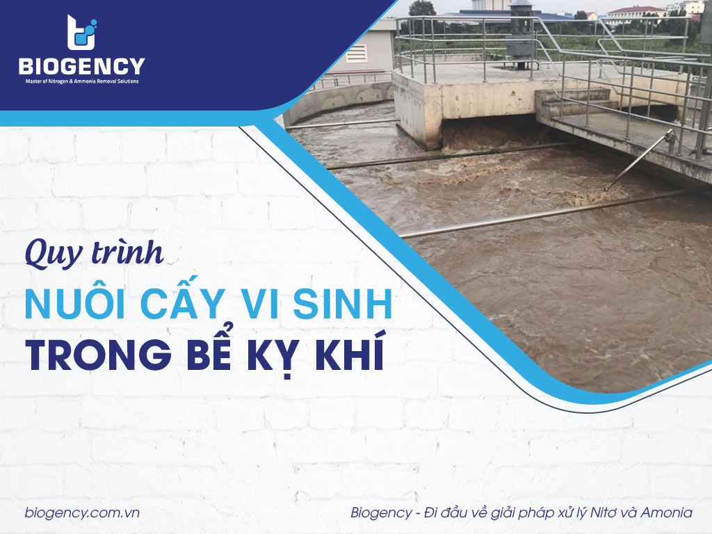 Quy trình nuôi cấy vi sinh trong bể kỵ khí
