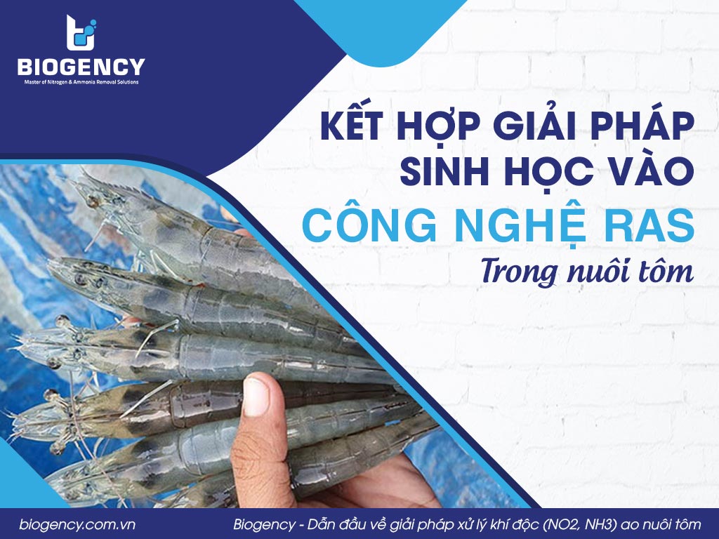 Kết hợp giải pháp sinh học vào công nghệ RAS trong nuôi tôm