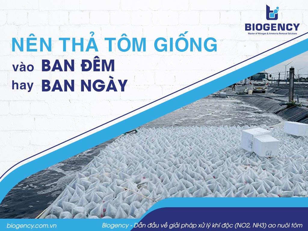 Nên thả tôm giống vào ban đêm hay ban ngày?