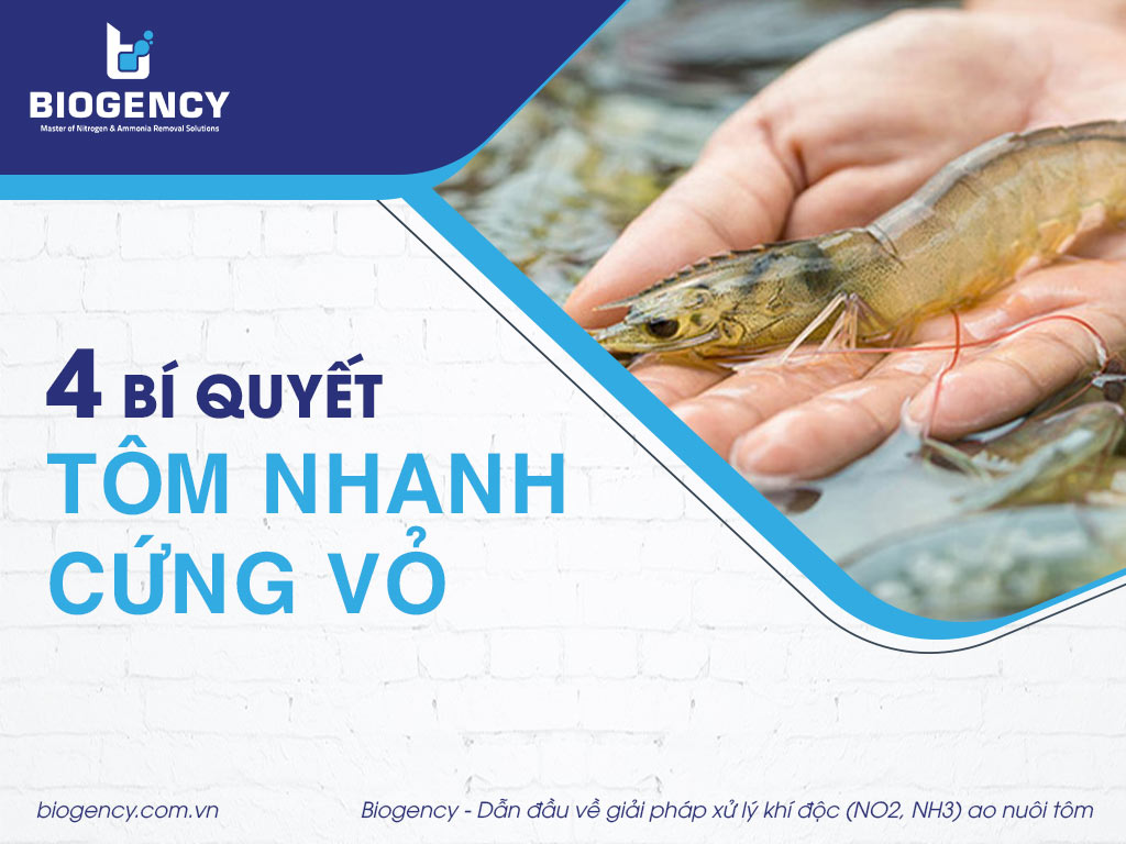 4 bí quyết giúp tôm nhanh cứng vỏ!