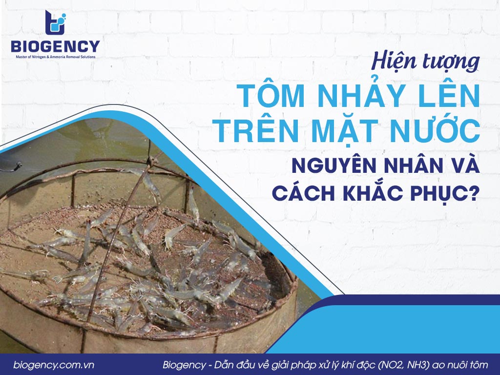 Hiện tượng tôm nhảy lên trên mặt nước, nguyên nhân và cách khắc phục?