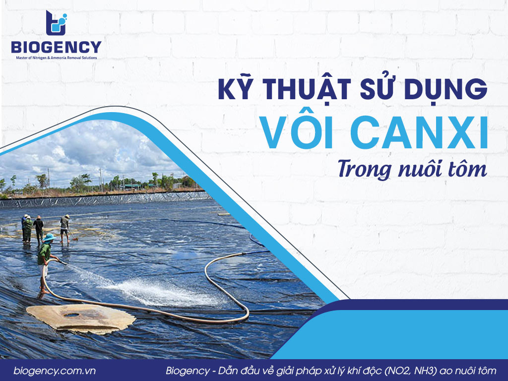 Kỹ thuật sử dụng Vôi Canxi trong nuôi tôm