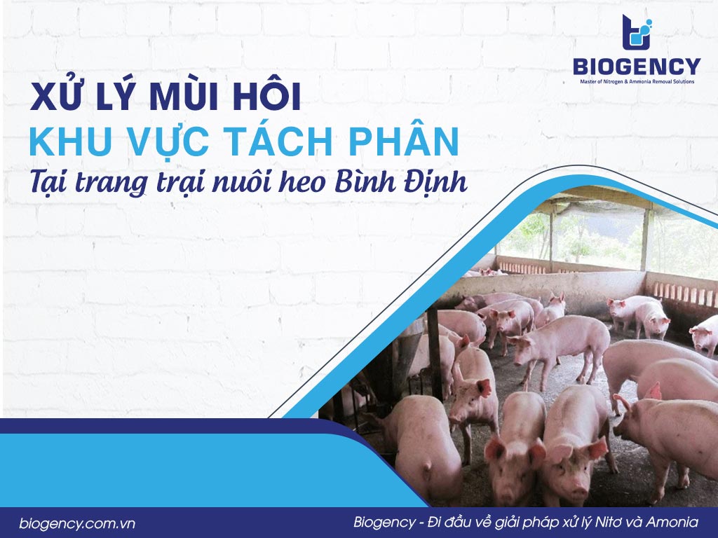 Xử lý mùi hôi khu vực tách phân tại trang trại nuôi heo Bình Định