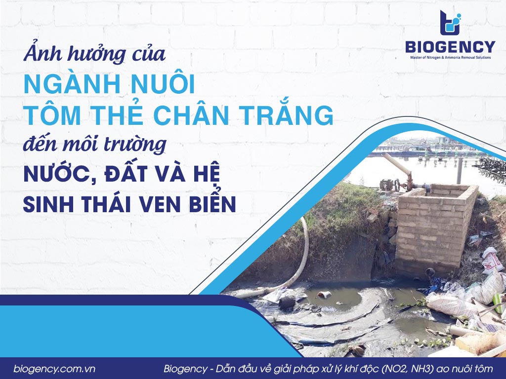 Ảnh hưởng của ngành nuôi tôm thẻ chân trắng đến môi trường nước, đất và hệ sinh thái ven biển