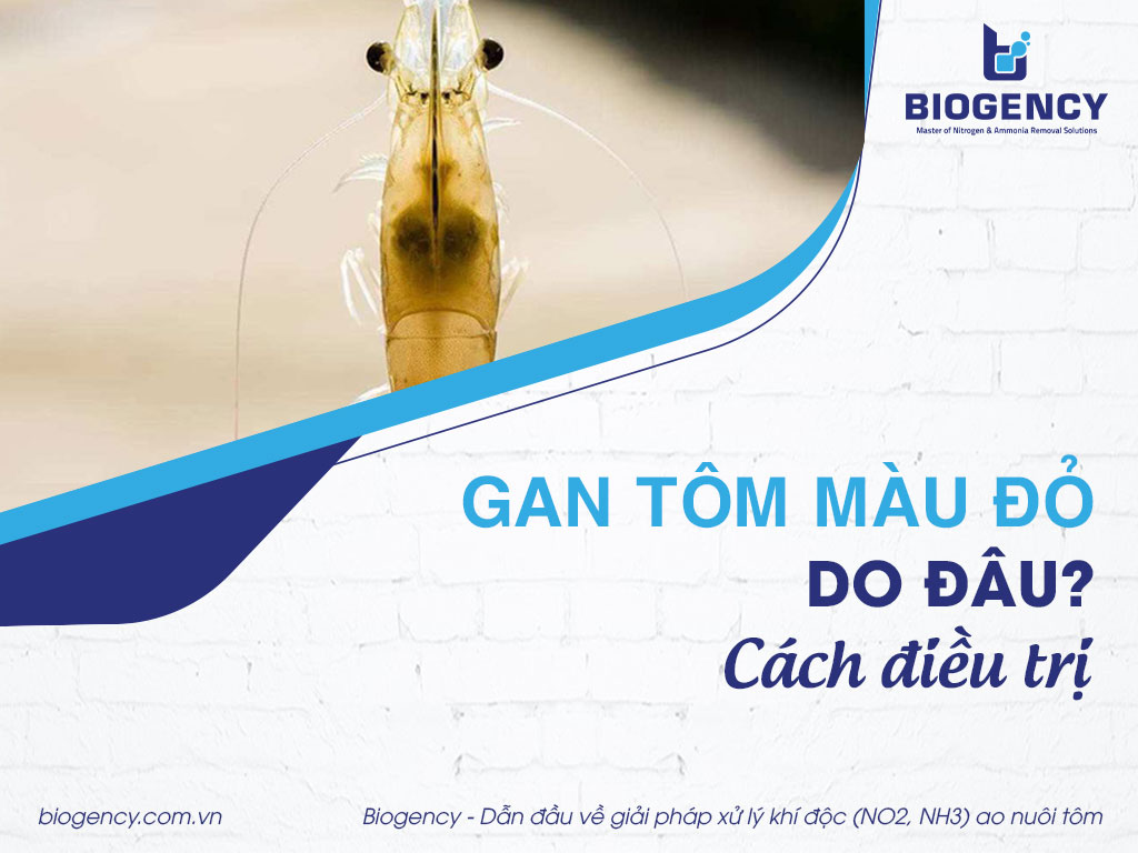 Gan tôm màu đỏ do đâu? Cách điều trị