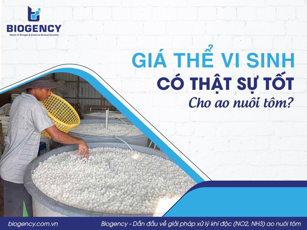 Giá thể vi sinh có thật sự tốt cho ao nuôi tôm?