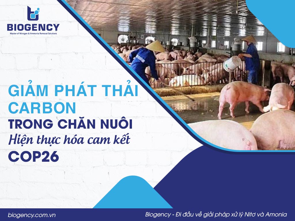 Giảm phát thải Carbon trong chăn nuôi - Hiện thực hóa cam kết COP26