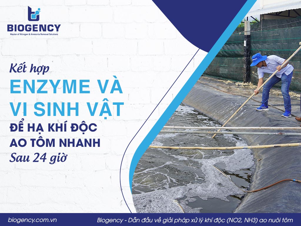 Kết hợp Enzyme và vi sinh vật để hạ khí độc ao tôm nhanh sau 24 giờ
