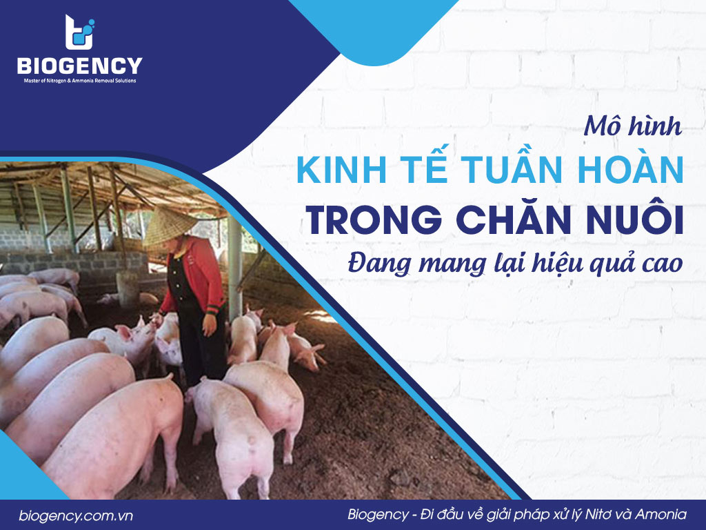 Mô hình kinh tế tuần hoàn trong chăn nuôi đang mang lại hiệu quả cao