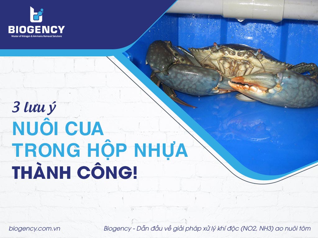 3 lưu ý giúp nuôi cua trong hộp nhựa thành công!