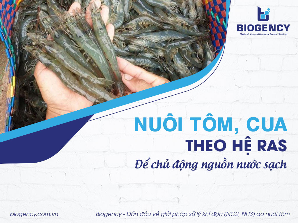 Nuôi tôm, cua theo hệ RAS để chủ động nguồn nước sạch