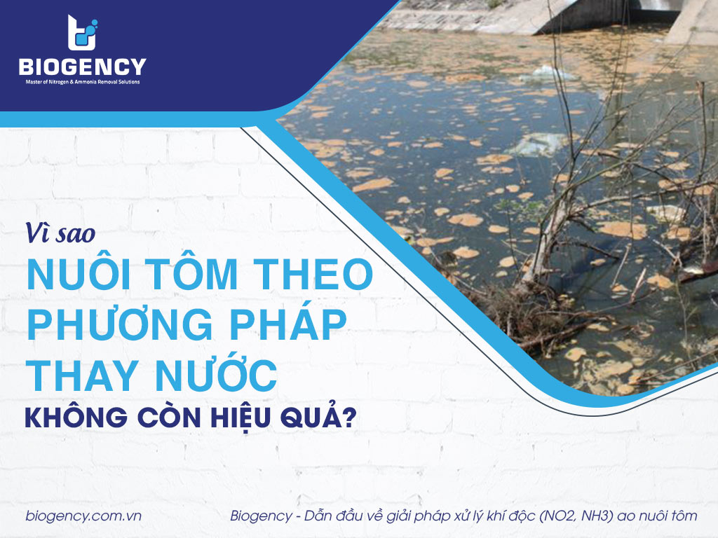 Vì sao nuôi tôm theo phương pháp thay nước không còn hiệu quả?