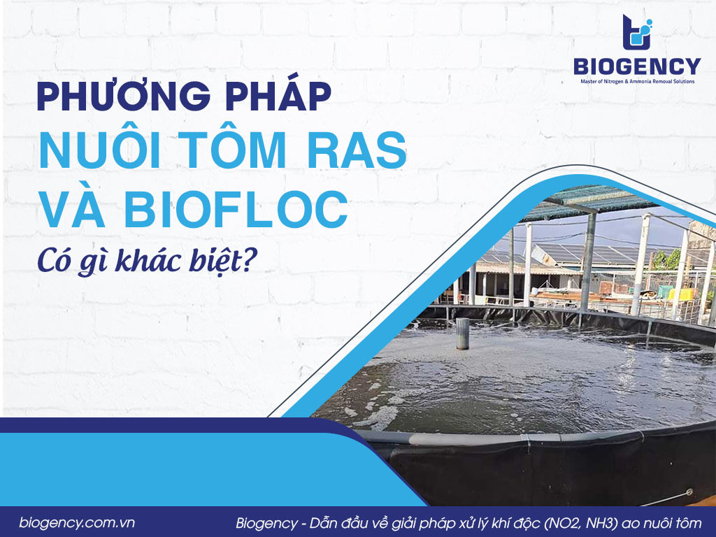 Phương pháp nuôi tôm RAS và Biofloc, có gì khác biệt?