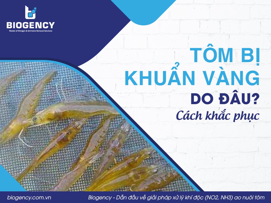 Tôm bị khuẩn vàng do đâu? Cách khắc phục