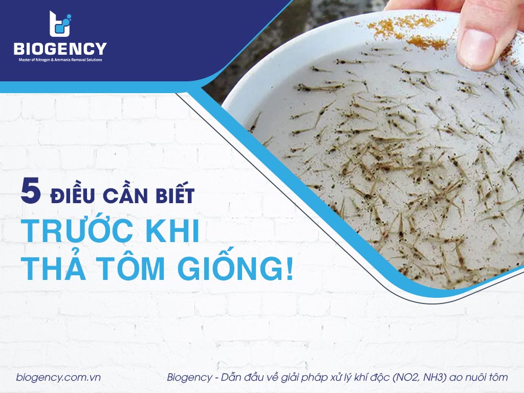5 điều cần biết trước khi thả tôm giống!