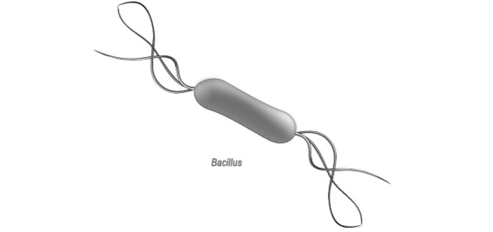 Vi khuẩn Bacillus Subtilis và công dụng trong nuôi tôm Vi khuẩn Bacillus Subtilis và công dụng trong nuôi tôm