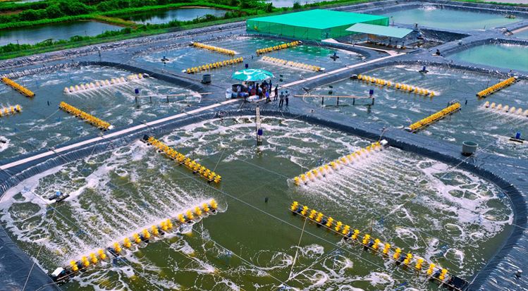 [Vietshrimp 2025: Xanh hóa vùng nuôi] Phát triển ngành tôm Việt bền vững
